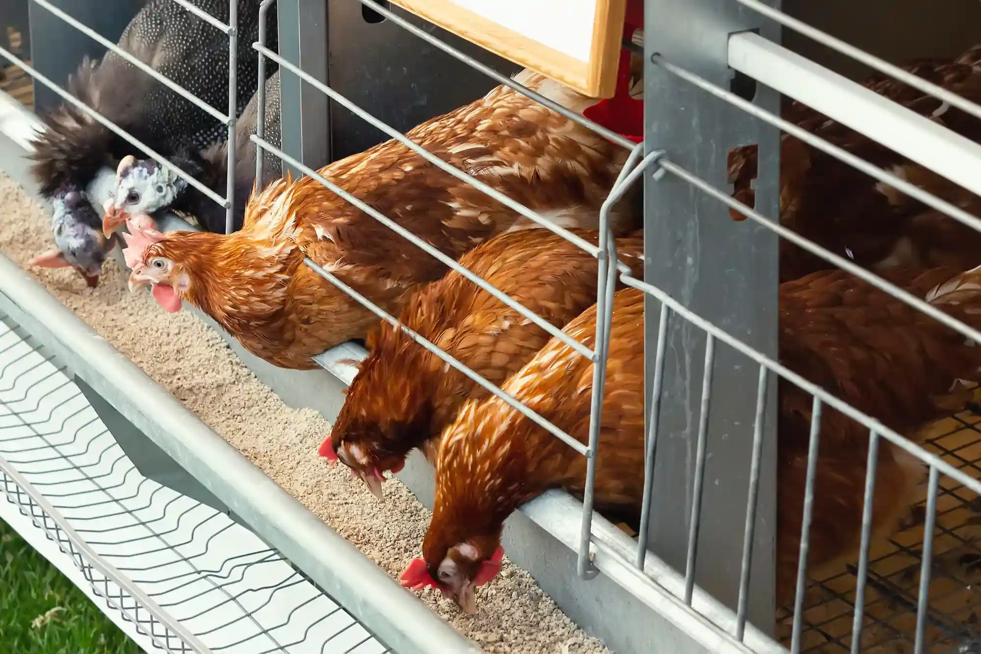 Poultry Meal Innovations